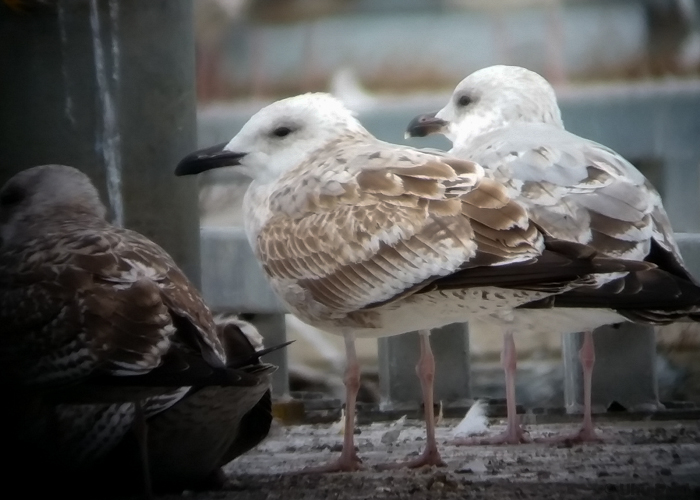 Koldjalg-hõbekajakas (Larus cachinnans) 1a
Dirhami, Läänemaa, 10.10.2015.

UP
Keywords: caspian gull