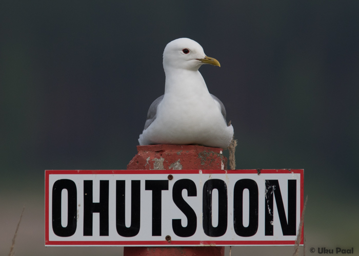 Kalakajakas (Larus canus)
Pärnumaa, juuni 2016

UP
Keywords: common gull