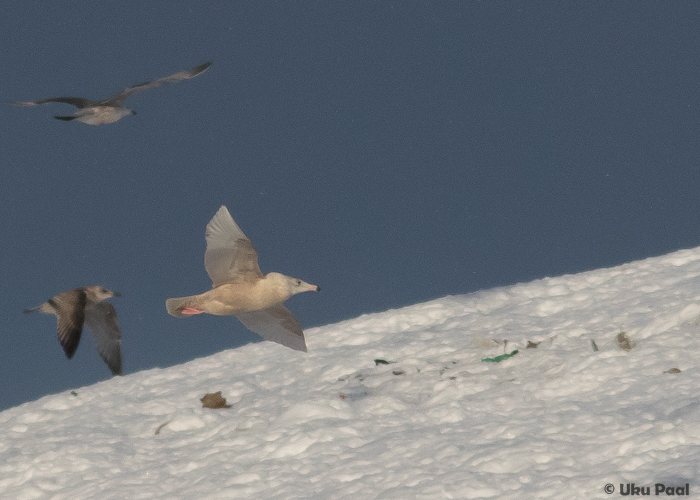 Jääkajakas (Larus hyperboreus) 3a
Jõelähtme prügila, Harjumaa, 22.1.2016

UP
Keywords: glaucous gull