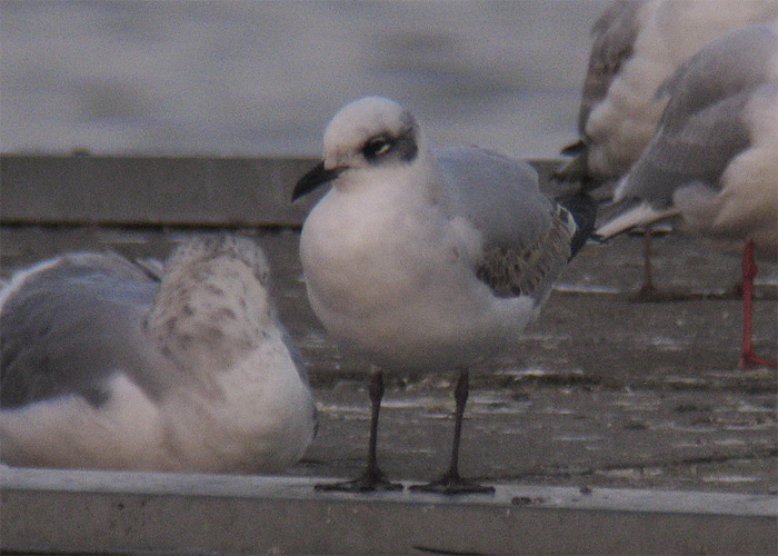 Karbuskajakas (Larus melanocephalus)
Haapsalu linn, 21.11.2012. 19. vaatlus Eestile. 19th for Estonia.

Aivar Veide
Keywords: mediterranean gull