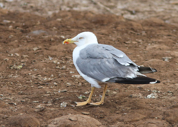 Lõuna-hõbekajakas (Larus michahellis atlantis)
Madeira, august 2011

UP
Keywords: atlantic yellow legged gull