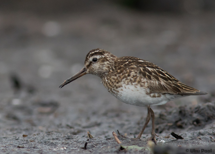 Plütt (Limicola falcinellus)
Saaremaa, juuli 2016

UP
Keywords: broad-billed sandpiper