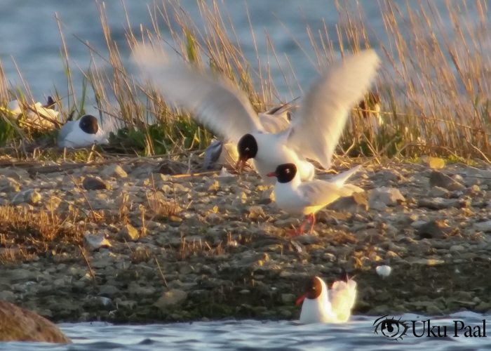 Karbuskajakas (Larus melanocephalus)
Haapsalu, 15.05.2019

Uku Paal
Keywords: mediterranean gul