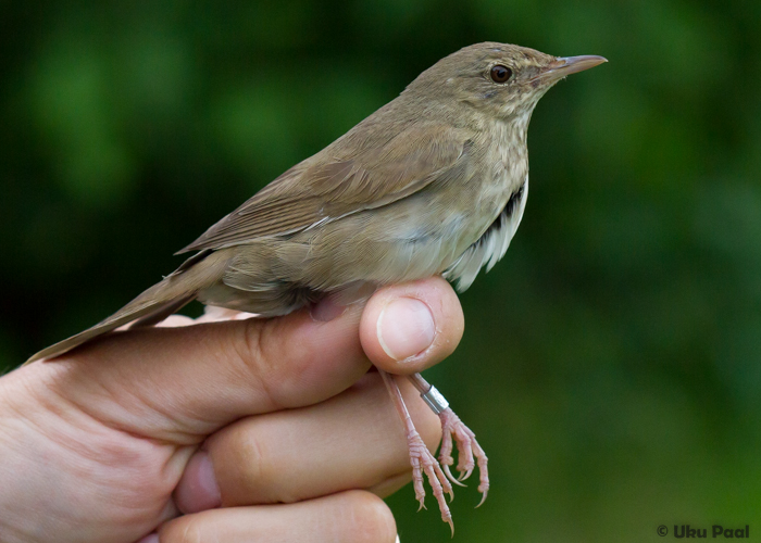 Jõgi-ritsiklind (Locustella fluviatilis)
Vaibla linnujaam, august 2015

UP
Keywords: river warbler