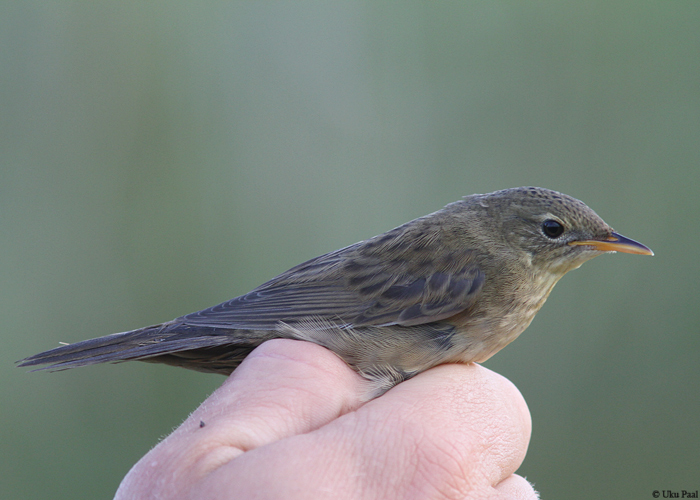 Võsa-ritsiklind (Locustella naevia)
Pulgoja linnujaam, Pärnumaa, 16.8.2014

UP
Keywords: grasshopper warbler