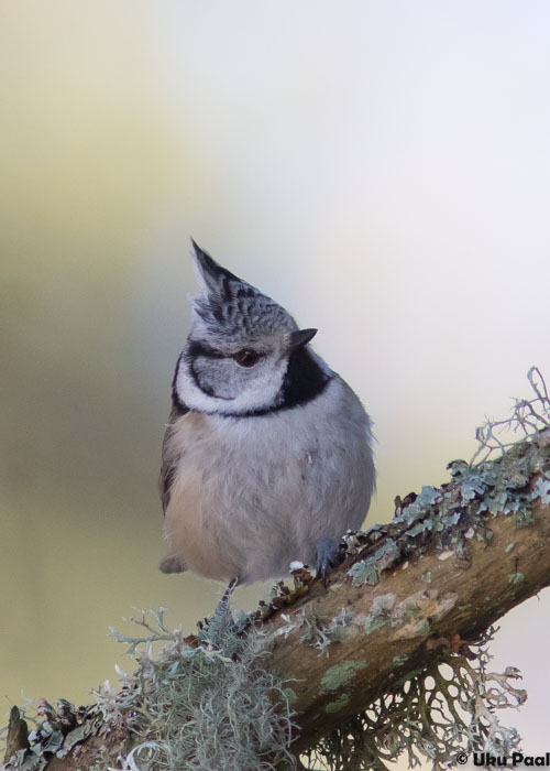 Tutt-tihane (Lophophanes cristatus)
Tartumaa, märts 2016

UP
Keywords: crested tit