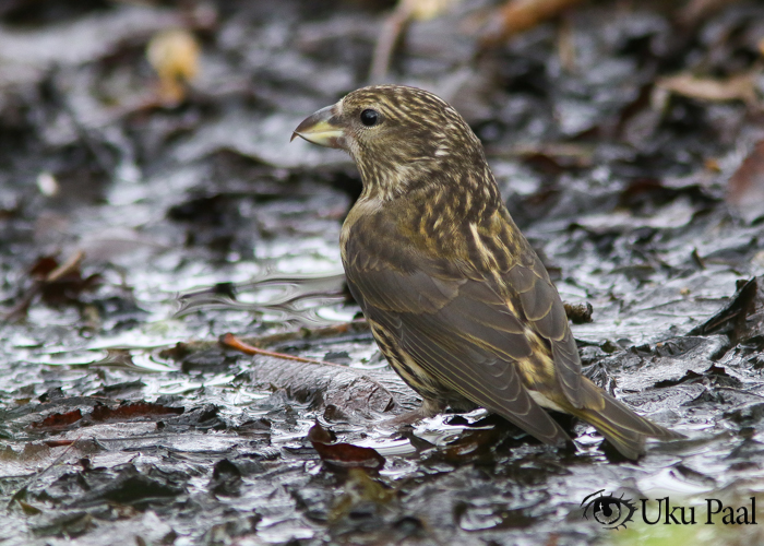 Kuuse-käbilind (Loxia curvirostra) juv
Ristna, Hiiumaa, 2019

Uku Paal
Keywords: red crossbill