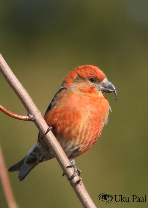 Kuuse-käbilind (Loxia curvirostra)
Hiiumaa, aprill 2019

Uku Paal
Keywords: red crossbill