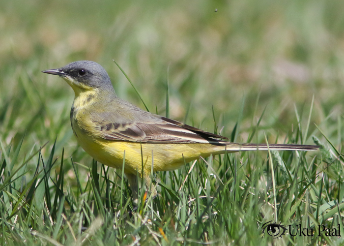 Põhjahänilane (Motacilla flava thunbergi)
Tartumaa, mai 2019

Uku Paal
Keywords: yellow wagtail