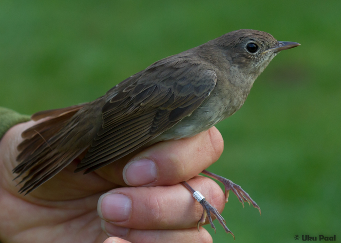 Ööbik (Luscinia luscinia) 1a
Vaibla linnujaam, 7.8.2015. Võrreldes teise noore isendiga on selle linnu kehasulestik juba palju arenenum.

UP
Keywords: thrush nightingale