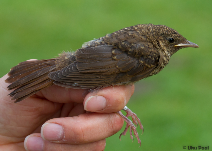 Ööbik (Luscinia luscinia) 1a
Vaibla linnujaam, 7.8.2015. Väga hilja lennuvõimestunud isend, kellel veel juveniilsulestik ja nokalahk kollane.

UP
Keywords: thrush nightingale