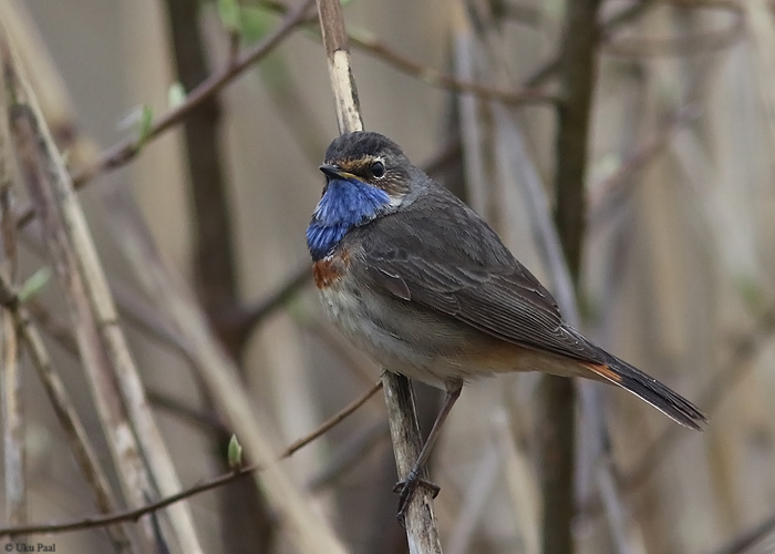 Luha-sinirind (Luscinia svecica cyanecula) 2a+ isane
Tartumaa, aprill 2016

UP
Keywords: bluethroat