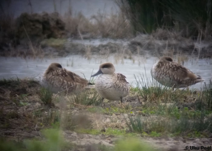 Marmorpart (Marmaronetta angustirostis)
S'Albufera kaitsealal ükikud isendid. Seda ohustatud liiki on alati tore näha.
Keywords: marbled duck