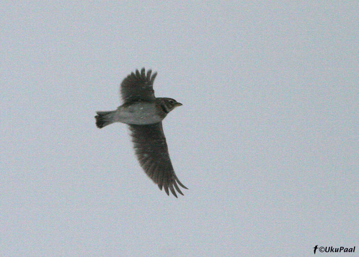 Stepilõoke (Melanocorypha  calandra)
6.1.08, Rahuste, Saaremaa. Eesti esimene stepilõoke veetis põllul aega koos Eesti neljanda välja-väikelõokesega. First for Estonia.
Keywords: calandra lark