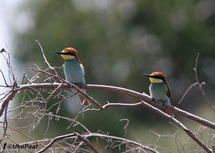 Mesilasenäpp (Merops apiaster)
Etang Di Biguglia, Korsika, 1.8.2007
Keywords: bee-eater