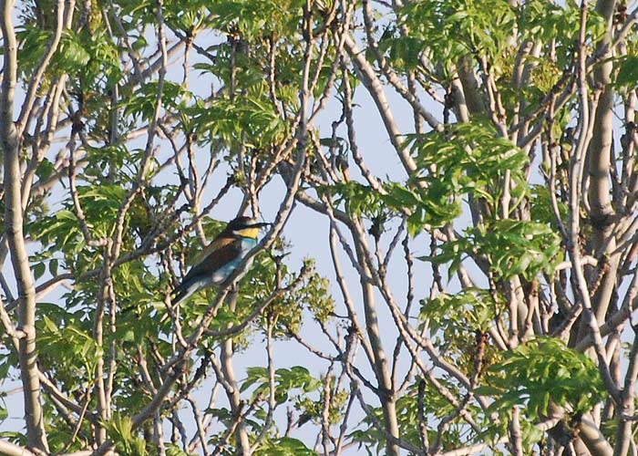 Mesilasenäpp (Merops apiaster)
Pitkänä, Kihnu, 28.05.2013

Tarvo Valker
Keywords: bee-eater