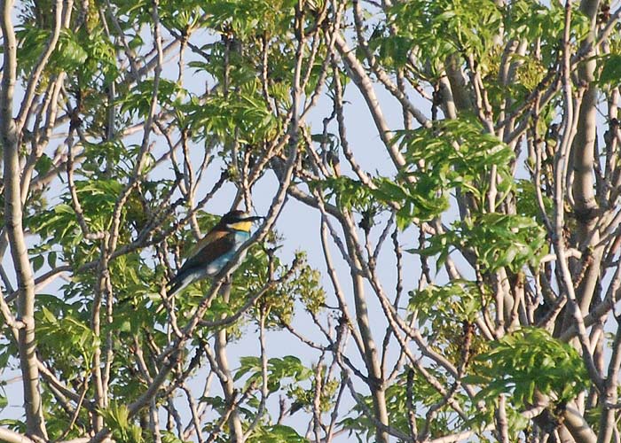 Mesilasenäpp (Merops apiaster)
Pitkänä, Kihnu, 28.05.2013

Tarvo Valker
Keywords: bee-eater