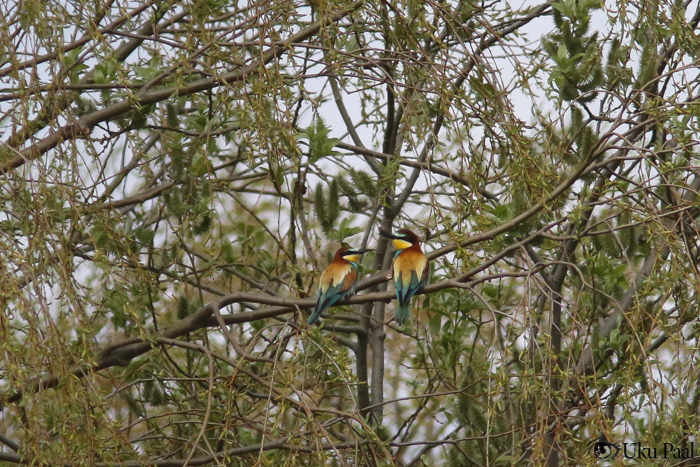 Mesilasenäpp (Merops apiaster)
Puise neem, Läänemaa, 23,5,2017

Uku Paal
Keywords: bee-eater