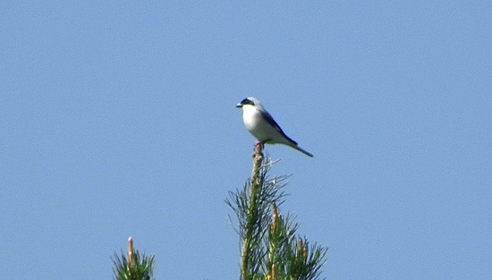 Mustlauk-õgija (Lanius minor)
Vormsi, 20.5.2012

Nikolai Fomitšjov
Keywords: lesser grey shrike