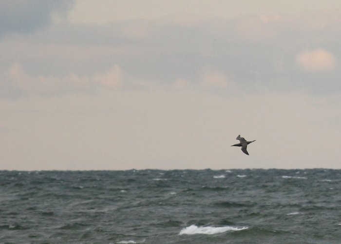 Suula (Morus bassanus)
Põõsaspea neem, Läänemaa, 24.9.2013. 11. vaatlus Eestile.

Richard Gillam
Keywords: gannet