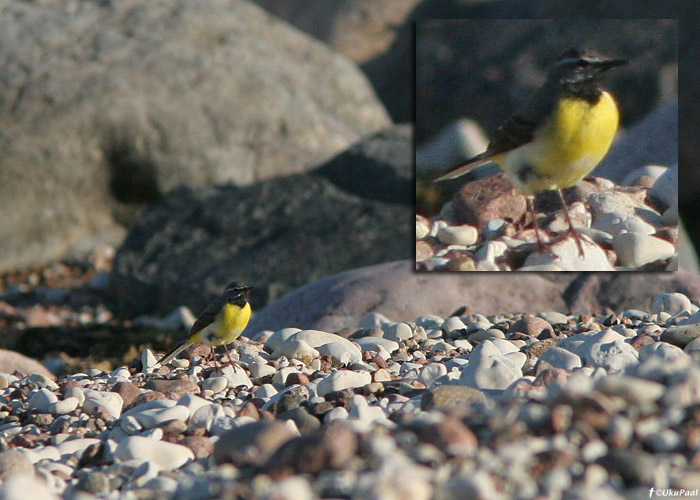 Jõgivästrik (Motacilla cinerea)
Ristna, Hiiumaa, 1.6.2009

UP
Keywords: grey wagtail