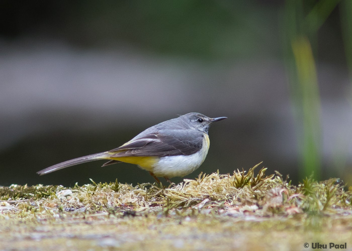 Jõgivästrik (Motacilla cinerea) emane
Harjumaa, juuni 2016

UP
Keywords: grey wagtail