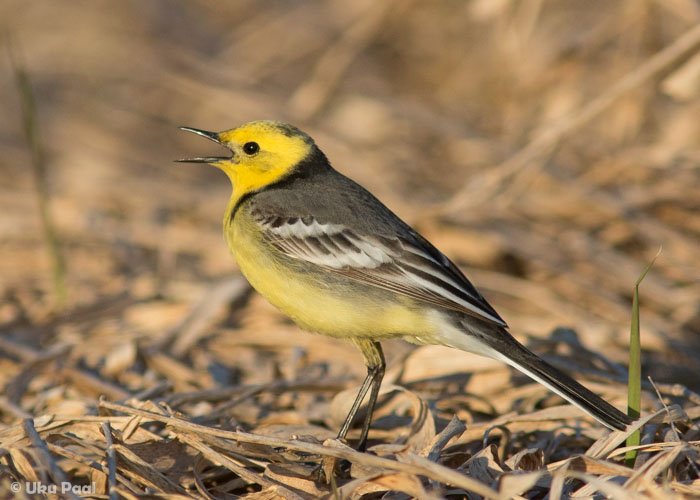 Kuldhänilane (Motacilla citreola) isane
Tartumaa, aprill 2016

UP
Keywords: citrine wagtail