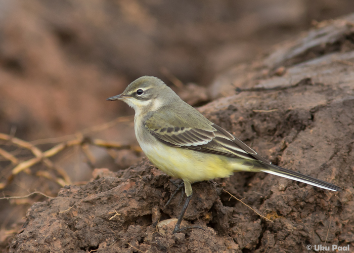 Lambahänilane (Motacilla flava)
Tartumaa, august 2016

UP
Keywords: yellow wagtail