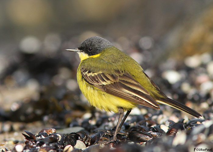 Põhjahänilane (Motacilla flava thunbergi)
Põõsaspea, Läänemaa, 8.5.2010

UP
Keywords: yellow wagtail