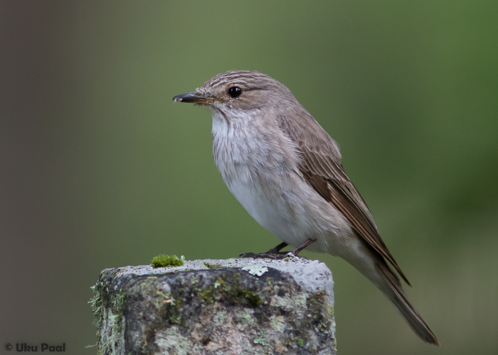 Hall-kärbsenäpp (Muscicapa striata)
Viljandimaa, juuli 2016

UP
Keywords: spotted flycatcher