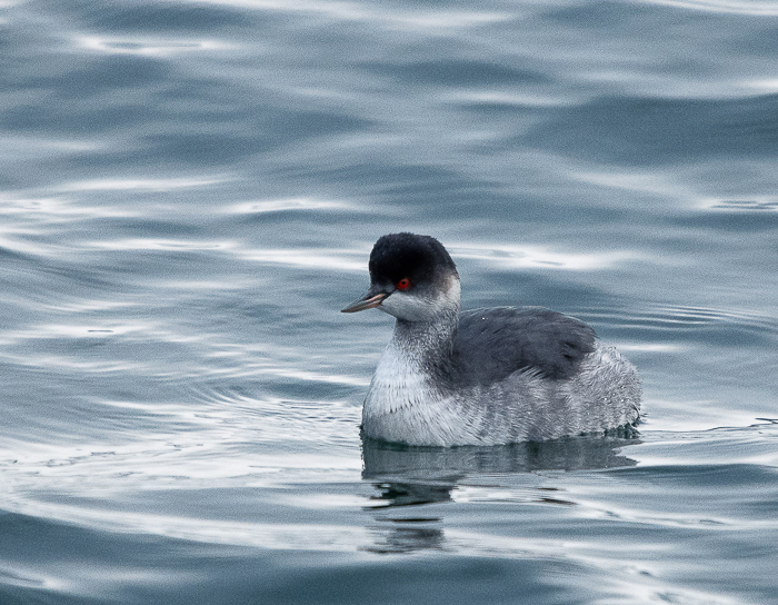 Mustkael-pütt (Podiceps nigricollis)
Tallinn, 03.12.2023

Toomas Traagel
Keywords: eared grebe