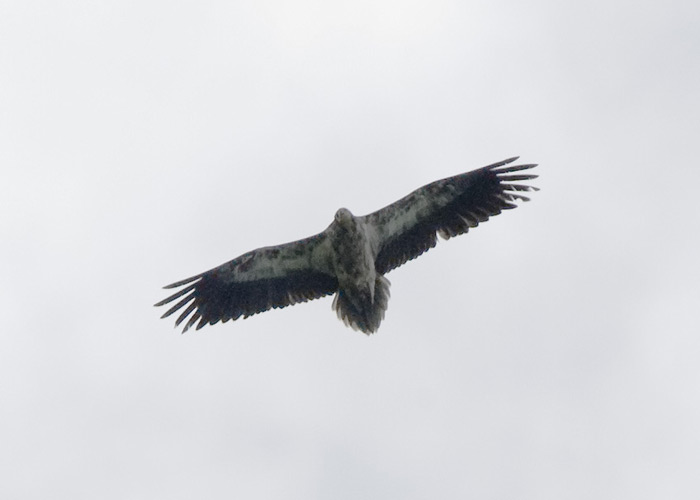 Raipekotkas (Neophron percnopterus)
Naha, Põlvamaa, 21.06.2008. 3. vaatlus Eestis. 3rd record for Estonia.

Arne Ader
Keywords: egyptian vulture