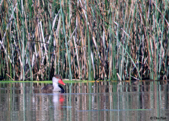 Punanokk-vart (Netta rufina) isane
Haaslava, Tartumaa, 26.7.2014

UP
Keywords: red-crested pochard