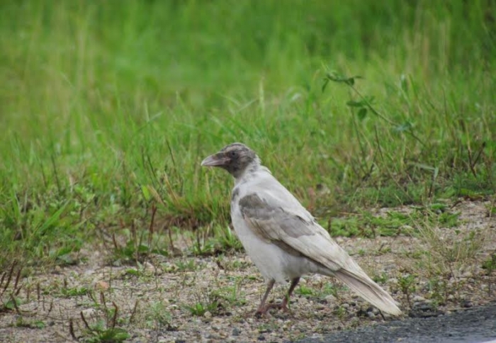 Leukismiga hallvares (Corvus corone cornix)
Halliste, Viljandimaa, september 2015

Riho Männik
Keywords: hooded crow