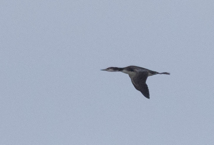 Jääkaur (Gavia immer)
Põõsaspea neem, 23.10.2021

Annika Forsten 
Keywords: great northern loon