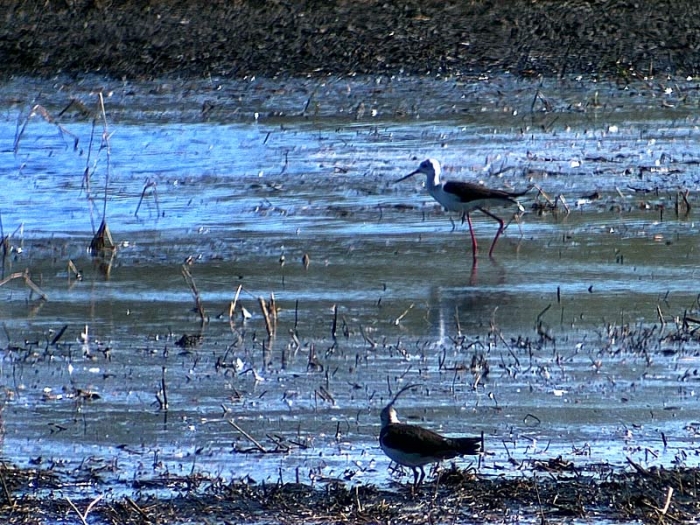 Karkjalg (Himantopus himantopus)
Vandjala, Harjumaa, 16.5.2013

Peep Veedla
Keywords: black-winged stilt