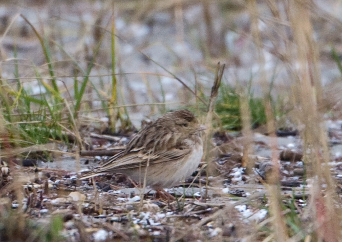 Välja-väikelõoke (Calandrella brachydactyla)
Linnu leidsid 22.11.2008.a. Pärnu rannast Veeparadiisi lähistelt Indrek ja Jaak Tammekänd

Mati Kose.
