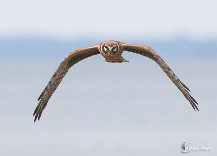 Stepi-loorkull (Circus macrourus) 1a isane
Laoküla, Harjumaa, 6.9.2015

Juha Saari
Keywords: pallid harrier