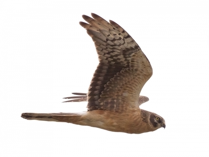 Stepi-loorkull (Circus macrourus) 2a isane
Laagna, Ida-Virumaa, 30.4.2015

Risto Lammin-Soila
Keywords: pallid harrier