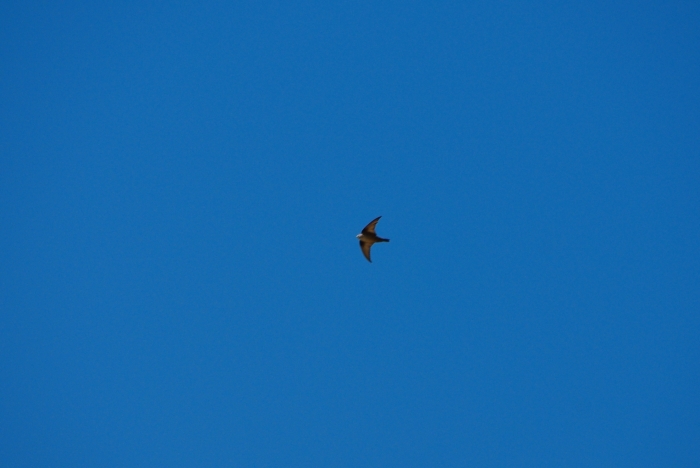 Kivipääsuke (Hirundo rupestris). Foto: Märt Potter
