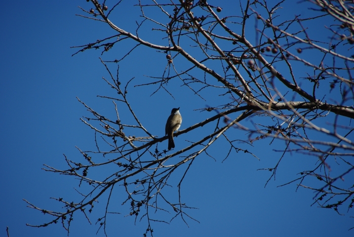 Brown-breasted Bulbul (Pycnonotus xanthorrhous). Foto: Märt Potter
