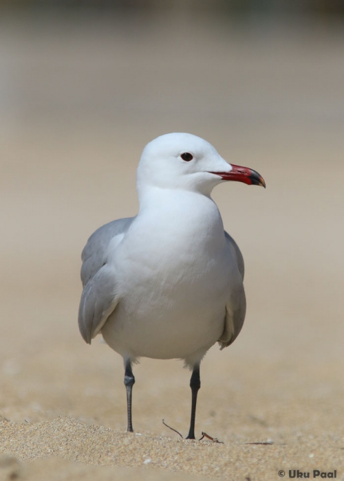 Vahemere kajakas (Larus audoinii)
Kõikjal randades üksikuid näha.
Keywords: audoins gull