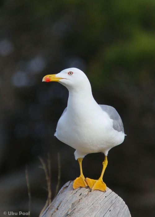 Lõuna-hõbekajakas (Larus michahellis)
Keywords: yellow-legged gull