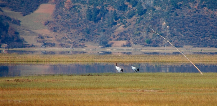 Mägikurg (Grus nigricollis). Foto: Märt Potter
