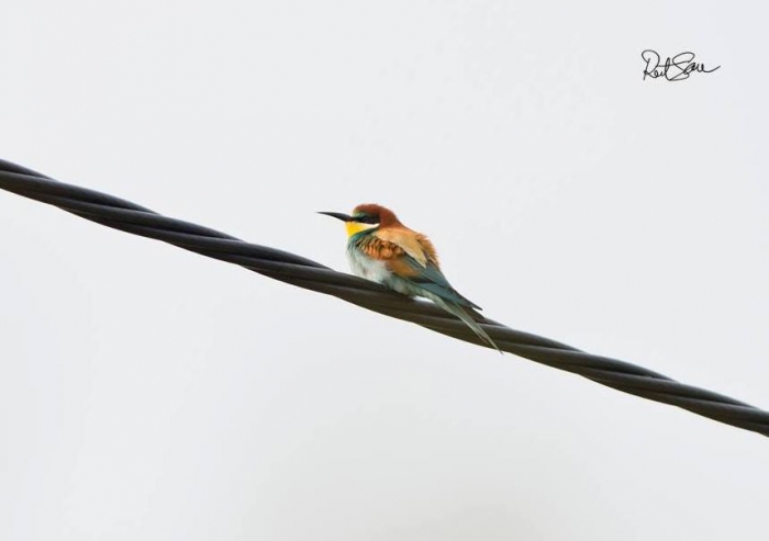 Mesilasenäpp (Merops apiaster)

Jämaja, Saaremaa, 26.05.2015

Reet Sau
