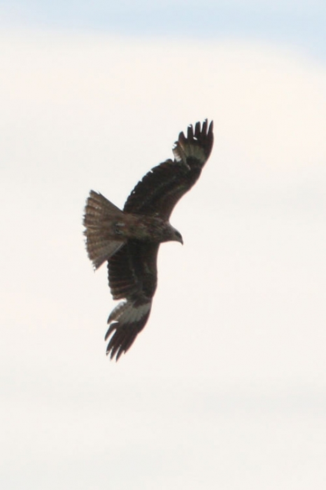 Must-harksaba (Milvus migrans)
Kaigutsi, Hiiumaa, 5.5.2009

Jussi Vakkala
Keywords: black Kite