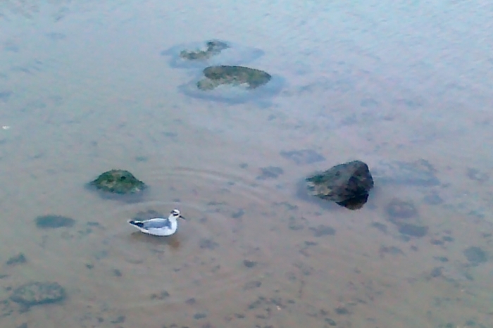 Puna-veetallaja (Phalaropus fulicarius)
Võiste, Pärnumaa, 23.11.2010. Eesti 11. vaatlus. Pildistatud mobiiltelefoniga Nokia 52.

Aivo Klein
Keywords: grey phalarope