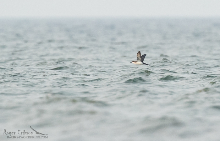 Põhja-tormilind (Puffinus puffinus)
Põõsaspea neem, Läänemaa, 25.09.2020. Eesti esmasleid. First for Estonia.

Roger Erikson
Keywords: manx shearwater