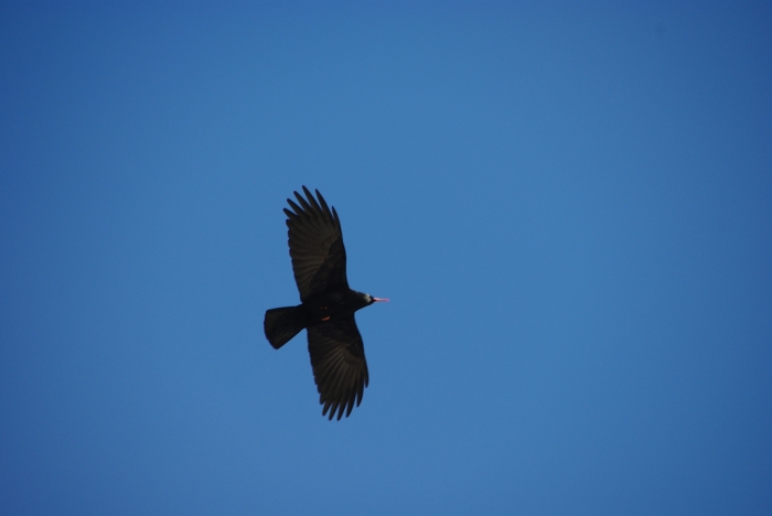 Kaljuhakk (Pyrrhocorax pyrrhocorax). Foto: Märt Potter
