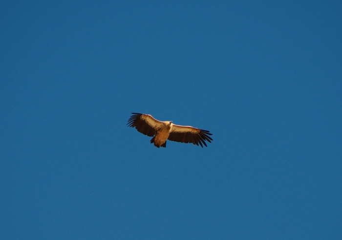 Kumai kaeluskotkas (Gyps himalayensis). Foto: Märt Potter
